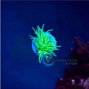 Euphyllia blueberry