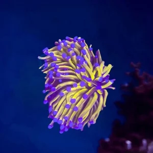 Euphyllia torch Gold 24K