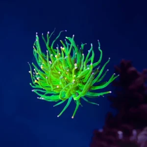 Euphyllia cotton candy