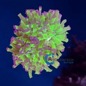 Euphyllia paraancora, Hammer, Two tone