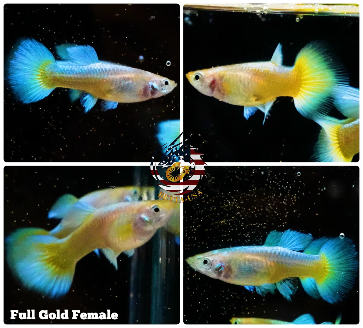Aquarium Guppy Fish High Quality - Full Gold 24k - Bild 3