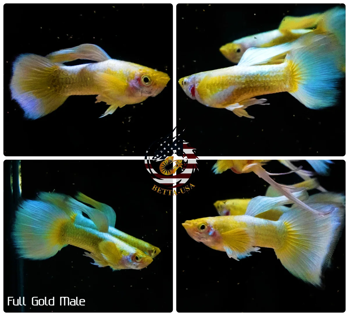 Aquarium Guppy Fish High Quality - Full Gold 24k - Bild 4