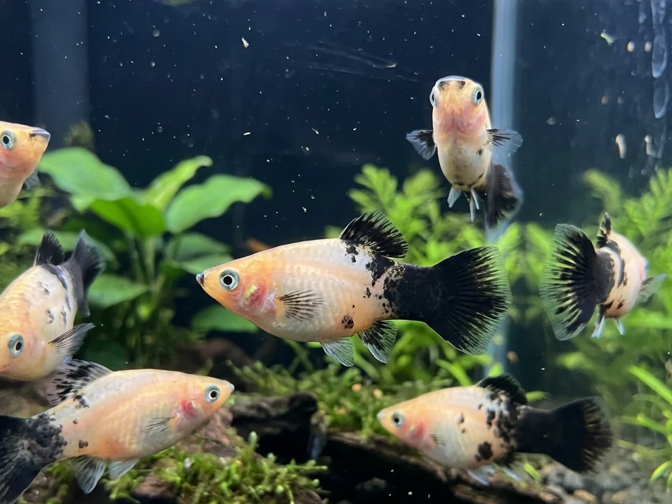 Panda Platy - Xiphophorus maculatus
