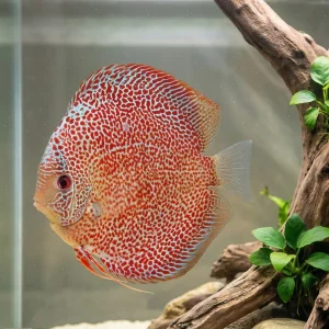 Leopard Snakeskin Discus | Symphysodon aequifasciatus