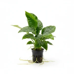 Anubias Barteri Striped