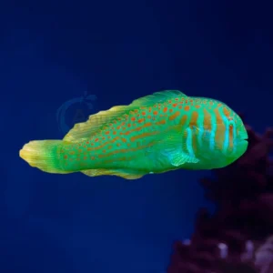 Gobiodon Histrio “Green Clown Goby”