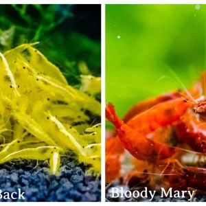 Golden Back & Bloody Mary Freshwater Neocaridina Aquarium Shrirmp