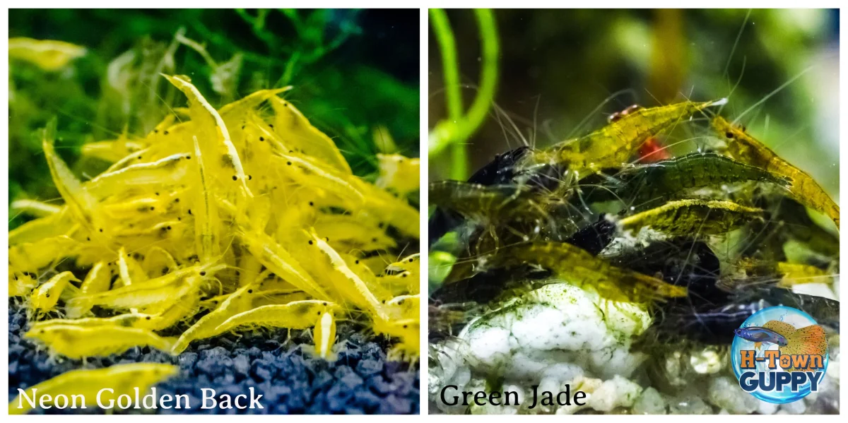 Golden Back & Green Jade Freshwater Neocaridina Aquarium Shrirmp