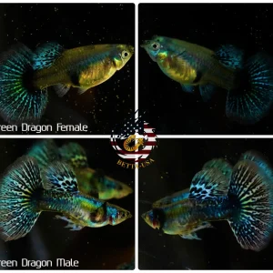 Aquarium Guppy Fish High Quality - Green Dragon Indo