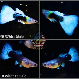 Aquarium Guppy Fish High Quality - Half Black White