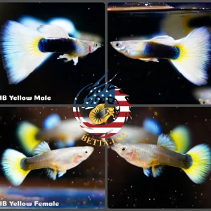 Aquarium Guppy Fish High Quality - Half Black Yellow