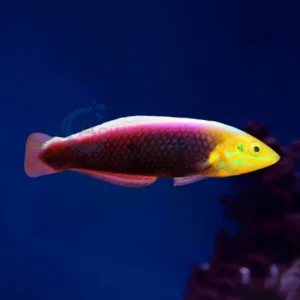Halichoeres Iridis “Radiant Wrasse”