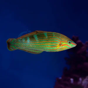 Halichoeres Melanurus “Melanurus Wrasse”