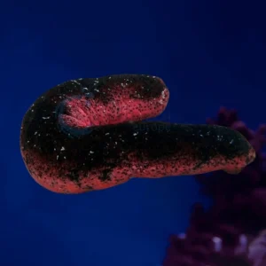 Holothuria Edulis “Pink & Black Cucumber”