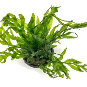 Bolbitis Heudelotii - Pot