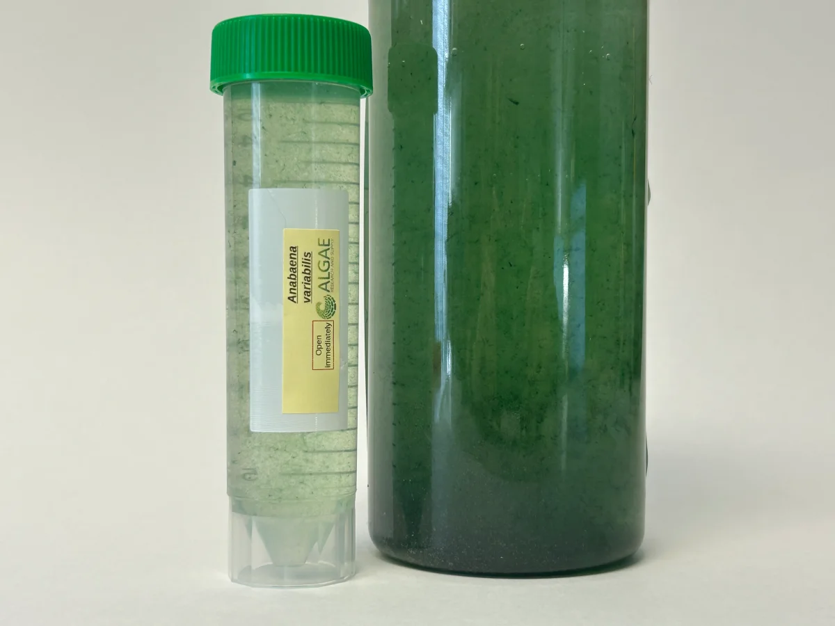 Algae Research Supply: Algae Culture Anabaena variabilis - Bild 5