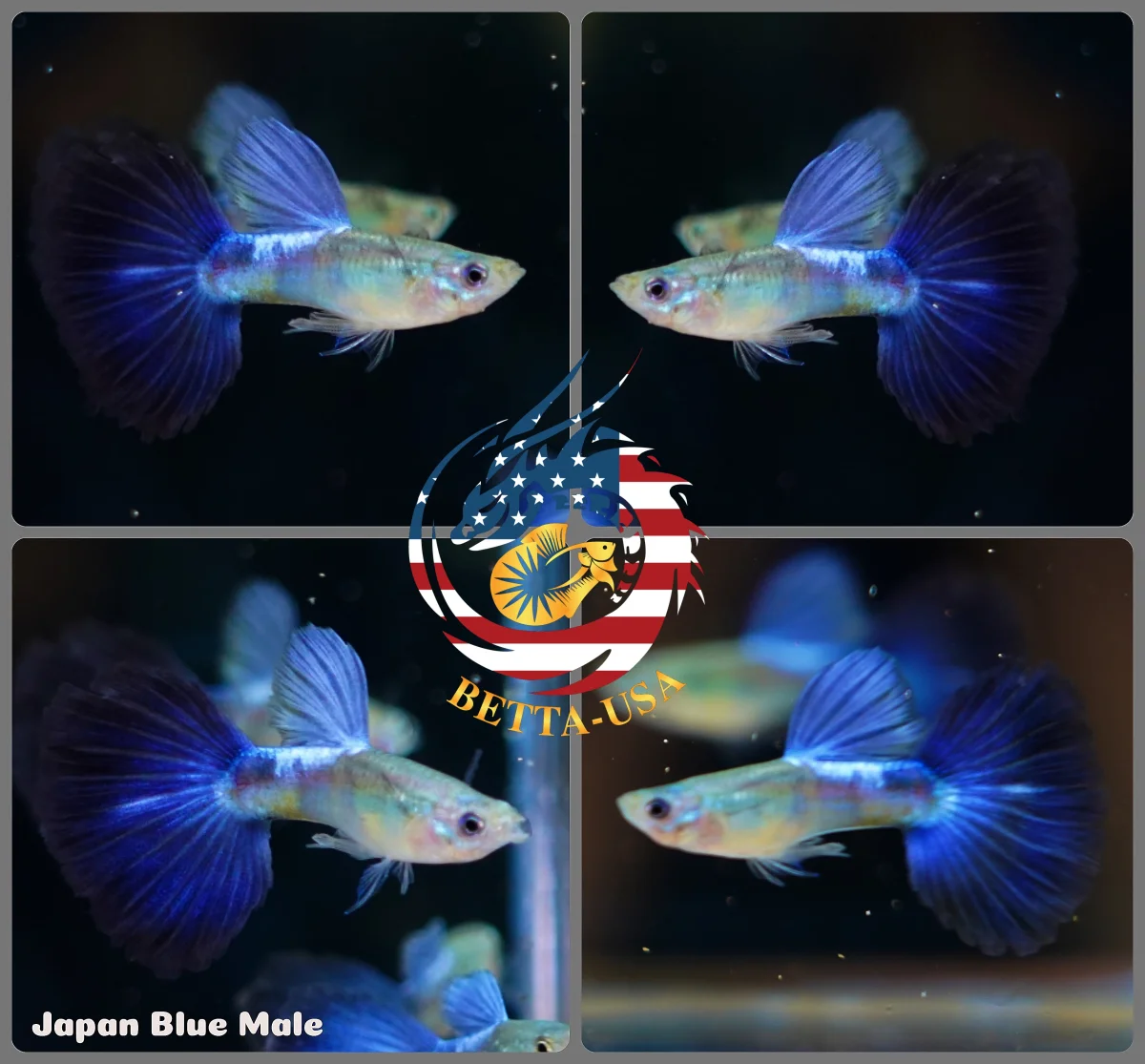 Aquarium Guppy Fish High Quality- Blue Diamond Japan - Bild 4