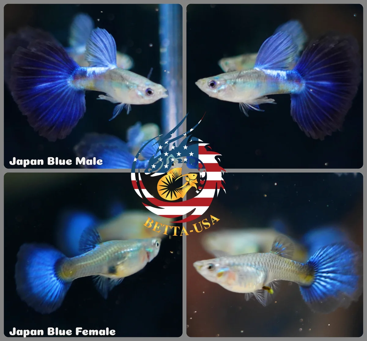 Aquarium Guppy Fish High Quality- Blue Diamond Japan - Bild 2