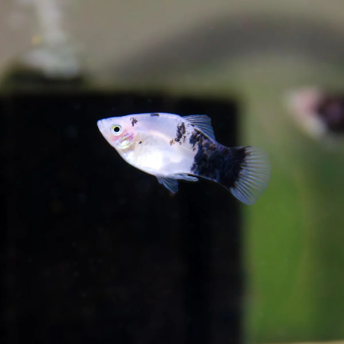 Panda Platy - Xiphophorus maculatus - Bild 4