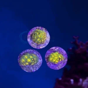 Leptastrea Green yellow