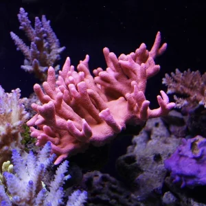 Montipora digitata, Red monti M101