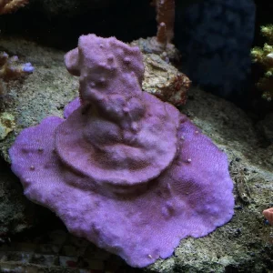 Montipora mollis, Purple superman M102