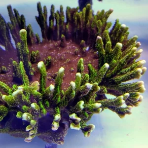 Montipora confusa M105