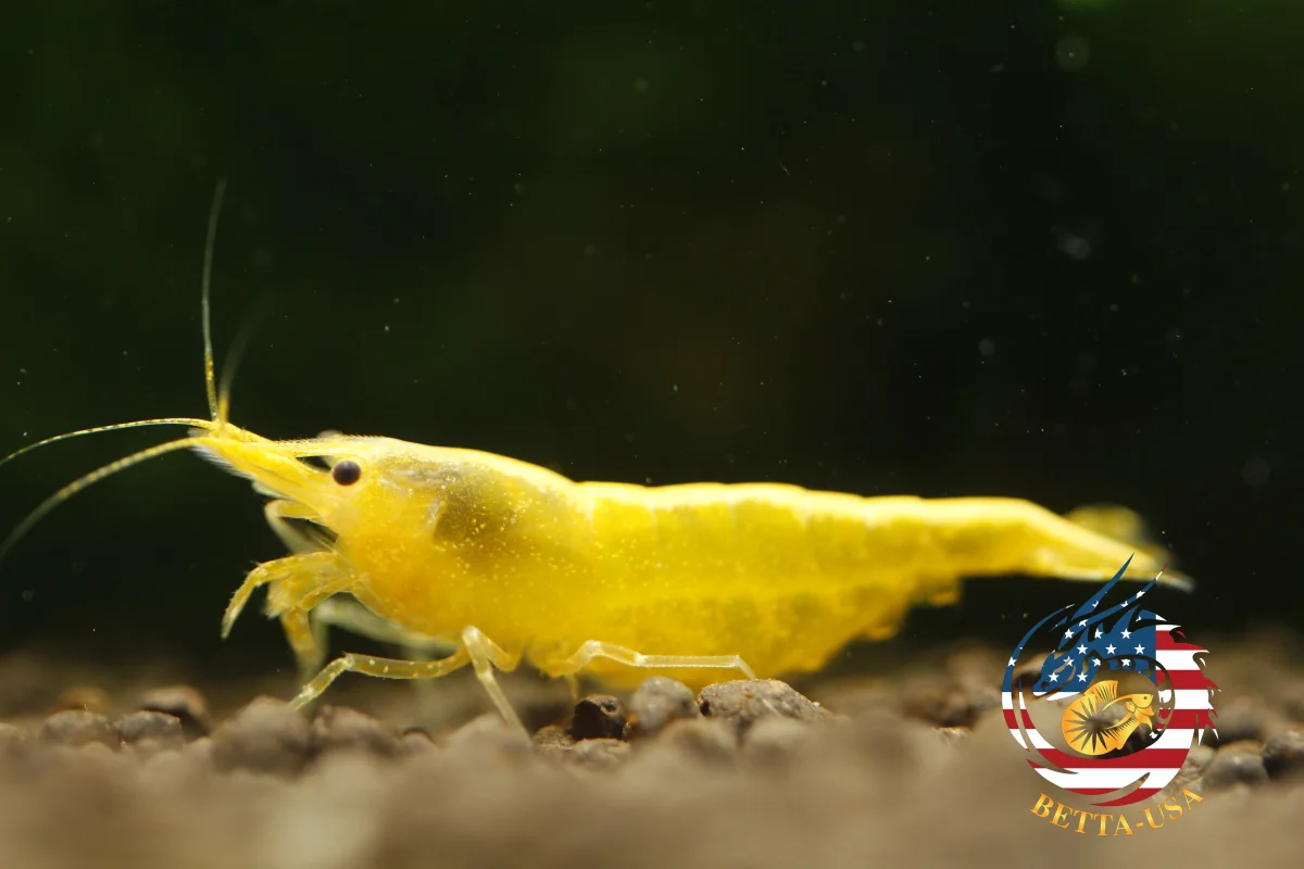 Neon Golden Back - Freshwater Neocaridina Aquarium Shrimp. Live Guarantee - Bild 8