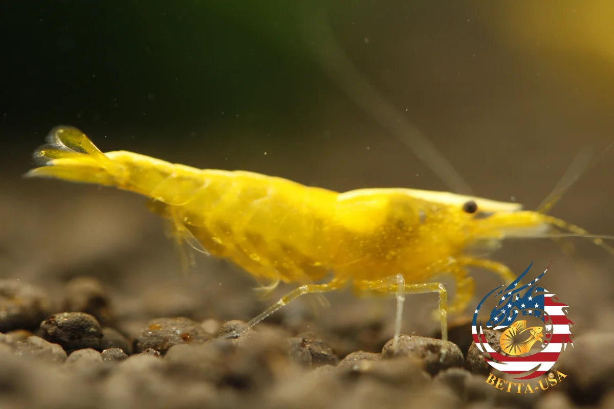 Neon Golden Back - Freshwater Neocaridina Aquarium Shrimp. Live Guarantee - Bild 9