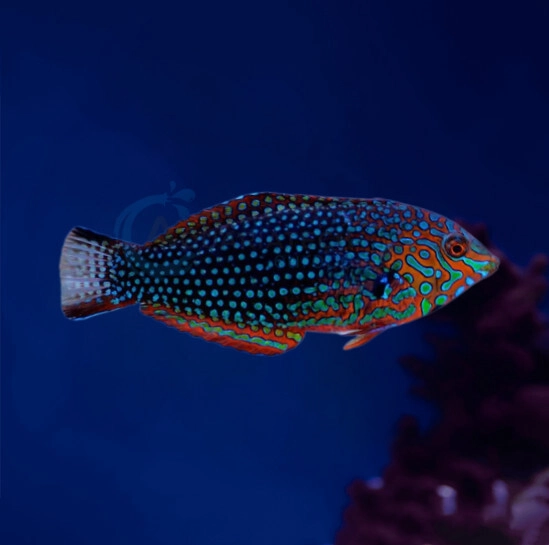 Macropharyngodon Ornatus “Ornate Leopard Wrasse” - Bild 2