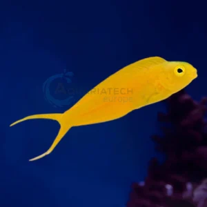 Meiacanthus Oualanensis “Canary Blenny”