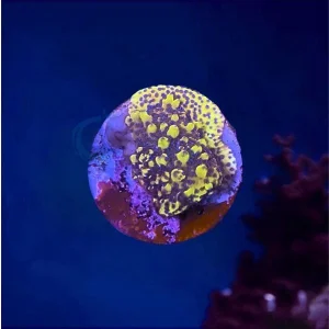 Montipora Minions