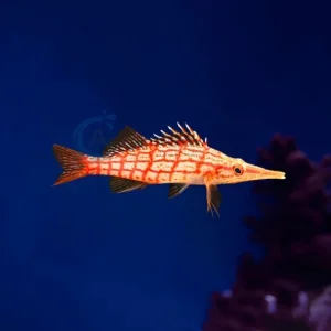Oxycirrhites typus, longnose hawkfish