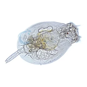 Marine Rotifers 90ml