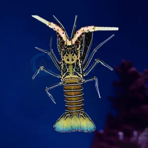 Painted Spiny Lobster