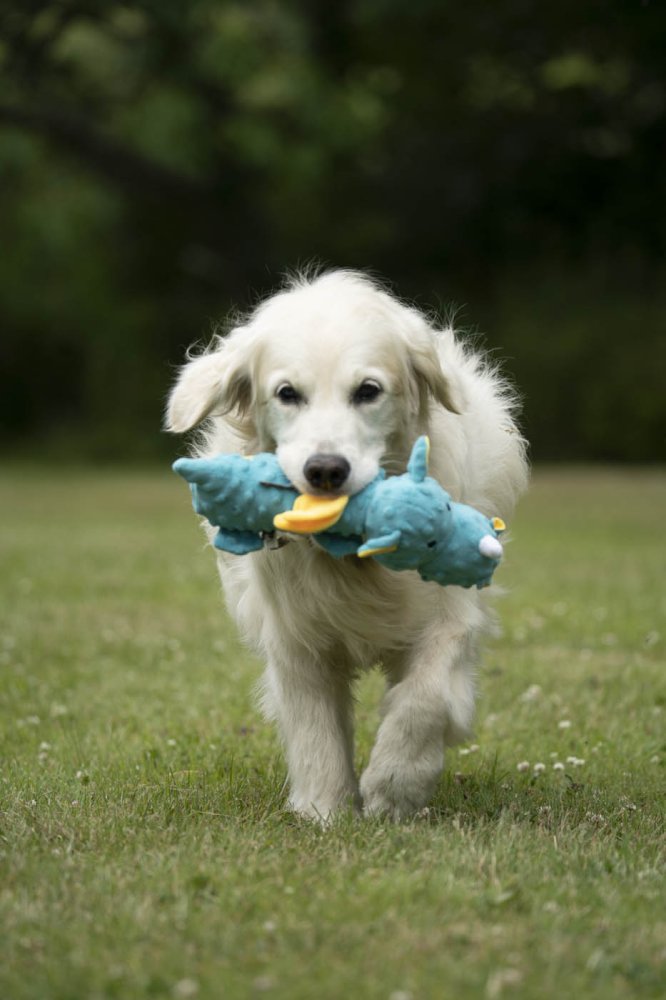 PetFace Soft Blue Dragon - Bild 8