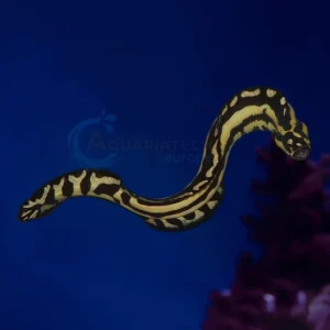 Pholidichthys Leucotaenia “Engineer Goby”
