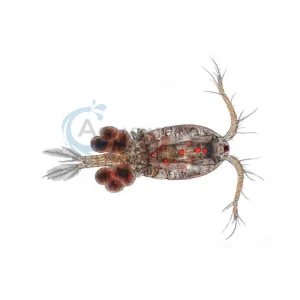 Marine Copepods 90ml