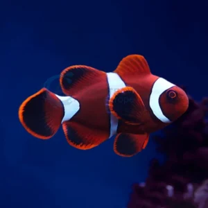 Premnas Biaculeatus “Maroon Clownfish”