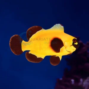 Premnas Biaculeatus “Gold Nugget Maroon”
