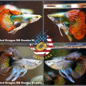 Aquarium Guppy Fish High Quality - Red Dragon Ribbon BDS