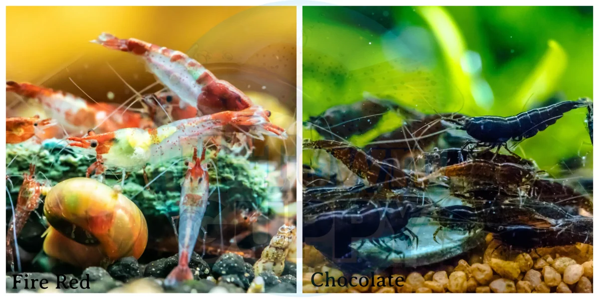 Red Rili & Chocolate Freshwater Neocaridina Aquarium Shrirmp - Bild 2