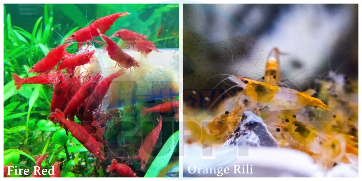 Fire Red & Orange Rili Freshwater Neocaridina Aquarium Shrimp