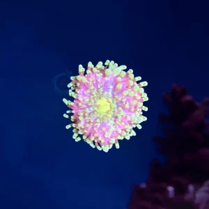 Ricordea Yuma, Purple green