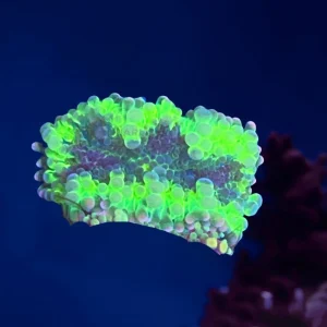 Ricordea Yuma, Ultra neon