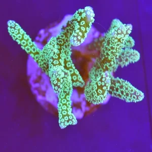 Seriatopora guttatus Yellow S205