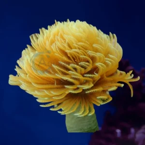 Sabellastarte sp “Yellow Featherduster”