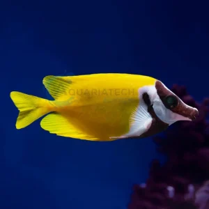 Siganus Vulpinus “Foxface Rabbitfish”