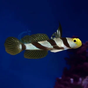 Stonogobiops Xanthorhinicus “Yellownose Prawn Goby”