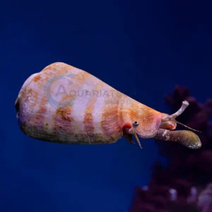 Strombus sp “Conch Snail”
